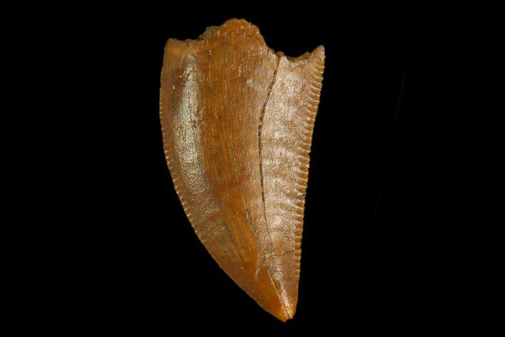 Serrated, Raptor Tooth - Real Dinosaur Tooth #130349